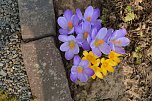 Fr&uuml;hling im Garten (Foto: Werner Kaiser)