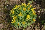 Fr&uuml;hling im Garten (Foto: Werner Kaiser)