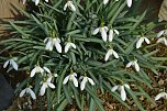 Fr&uuml;hling im Garten (Foto: Werner Kaiser)
