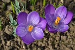 Fr&uuml;hling im Garten (Foto: Werner Kaiser)