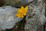 Fr&uuml;hling im Garten (Foto: Werner Kaiser)