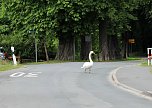 Das ist mein Revier (Foto: privat)