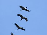 Kraniche am Stausee Kelbra (Foto: Peter Blei)