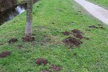 Maulwurfsinvasion im Schlosspark Sondershausen? (Foto: Karl-Heinz Herrmann)