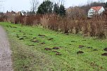 Maulwurfsinvasion im Schlosspark Sondershausen? (Foto: Karl-Heinz Herrmann)