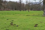 Maulwurfsinvasion im Schlosspark Sondershausen? (Foto: Karl-Heinz Herrmann)
