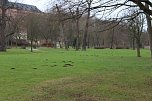 Maulwurfsinvasion im Schlosspark Sondershausen? (Foto: Karl-Heinz Herrmann)