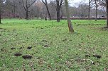 Maulwurfsinvasion im Schlosspark Sondershausen? (Foto: Karl-Heinz Herrmann)