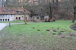 Maulwurfsinvasion im Schlosspark Sondershausen? (Foto: Karl-Heinz Herrmann)