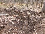So sieht es im Naturschutzgebiet aus (Foto: privat)