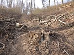 So sieht es im Naturschutzgebiet aus (Foto: privat)