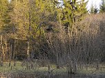 Moore, Hexen und Harz (Foto: Peter Blei)