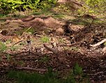 Ein sch&ouml;nes St&uuml;ck Natur beim Abendspaziergang mit der Kamera im W&uuml;lfinger&ouml;der Wald (Foto: Berti Voigt)
