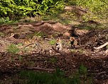 Ein sch&ouml;nes St&uuml;ck Natur beim Abendspaziergang mit der Kamera im W&uuml;lfinger&ouml;der Wald (Foto: Berti Voigt)