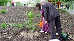 Fliederbaum an neuem Ort gepflanzt (Foto: Privat)