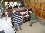 B&auml;rin Conny zieht nach Worbis (Foto: Ilka K&uuml;hn)