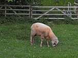 Zu Besuch in Steinsee (Foto: Peter Blei)