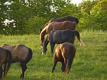 Zu Besuch in Steinsee (Foto: Peter Blei)