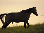 Zu Besuch in Steinsee (Foto: Peter Blei)