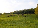 Zu Besuch in Steinsee (Foto: Peter Blei)