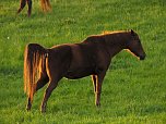 Zu Besuch in Steinsee (Foto: Peter Blei)