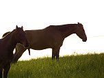 Zu Besuch in Steinsee (Foto: Peter Blei)
