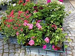 Geranien - und Blumenmarkt auf dem Nordh&auml;user Rathausplatz (Foto: Peter Blei)