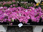 Geranien - und Blumenmarkt auf dem Nordh&auml;user Rathausplatz (Foto: Peter Blei)