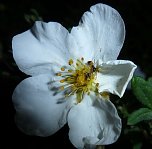 Bl&uuml;tenpracht in der Nordh&auml;user Nacht (Foto: Peter Blei)