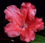 Bl&uuml;tenpracht in der Nordh&auml;user Nacht (Foto: Peter Blei)