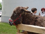 Stadtfest in Leinefelde (Foto: Ilka K&uuml;hn)