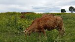 Beweidung (Foto: NaBu Olaf Pleyer)