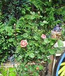 K&ouml;nigin der Blumen (Foto: Thomas Leipold)