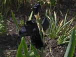 Landesgartenschau in Schmalkalden (Foto: Peter Blei)