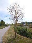 Landesgartenschau in Schmalkalden (Foto: Peter Blei)