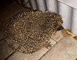 Ein Igel aus Abwegen (Foto: Peter Blei)