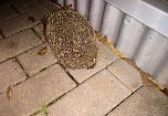 Ein Igel aus Abwegen (Foto: Peter Blei)