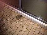 Ein Igel aus Abwegen (Foto: Peter Blei)