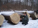 Unter dem Hammer: &ouml;rster Wiegleb aus Uthleben z&auml;hlt die Jahrringe von der Gemeinen Esche vom Kirchberg bei Strau&szlig;berg. Er kam auf 141! (Foto: privat)