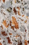 Es lohnt sich, n&auml;her hinzusehen: Das Eichenlaub rahmen Eiskristalle. (Foto: Jochen Miche)
