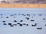 Tiere und Landschaft am Goitzschesee (Foto: Peter Blei)