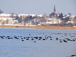 Tiere und Landschaft am Goitzschesee (Foto: Peter Blei)