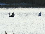 Tiere und Landschaft am Goitzschesee (Foto: Peter Blei)