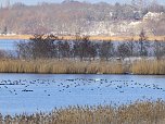 Tiere und Landschaft am Goitzschesee (Foto: Peter Blei)