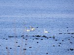Tiere und Landschaft am Goitzschesee (Foto: Peter Blei)