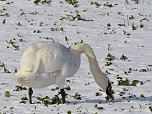 Tiere und Landschaft am Goitzschesee (Foto: Peter Blei)