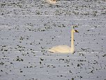 Tiere und Landschaft am Goitzschesee (Foto: Peter Blei)