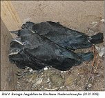 Einst aus dem Stadtbild verschwundenen, br&uuml;ten heute wieder zwischen 25 und 30 Dohlen-Brutpaare im Landkreis. (Foto: privat)