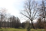 Der Frühling kommt - im Park Hohenrode ist er schon ein bisschen da (Foto: Angelo Glashagel) Der Frühling kommt - im Park Hohenrode ist er schon ein bisschen da (Foto: Angelo Glashagel)
