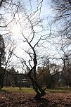 Der Frühling kommt - im Park Hohenrode ist er schon ein bisschen da (Foto: Angelo Glashagel) Der Frühling kommt - im Park Hohenrode ist er schon ein bisschen da (Foto: Angelo Glashagel)
